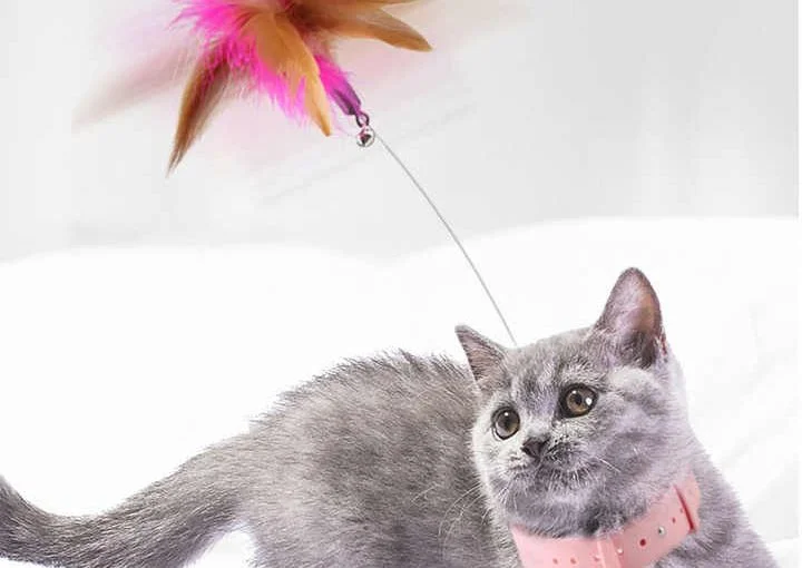Cat Neck Belt with Teaser Toy