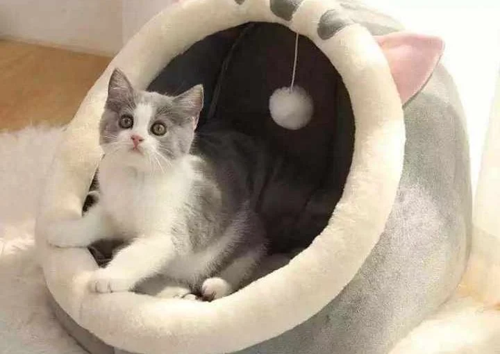 Cat House China